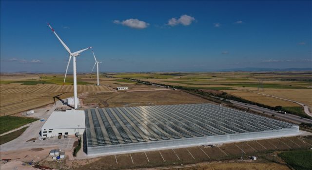 Yenilenebilir enerjiyle cam serada domates üretiyorlar