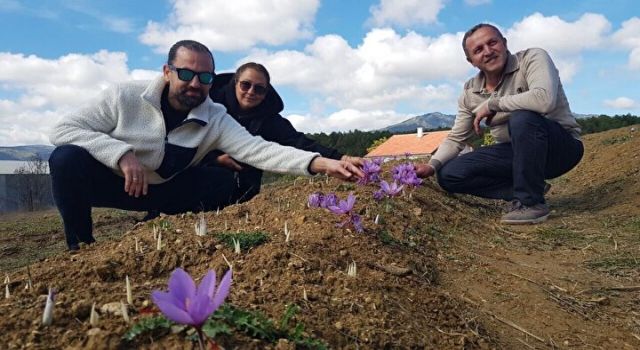 Doktorluğu bırakıp yetiştirmeye başladı kilosunu 250 bin TL'den satıyor