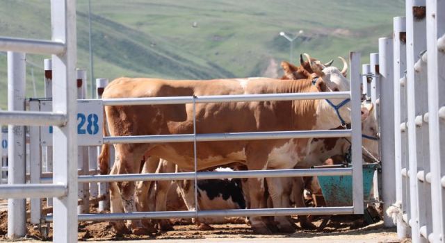 Doğudaki 3 ilden farklı illere 87 bin kurbanlık gönderildi