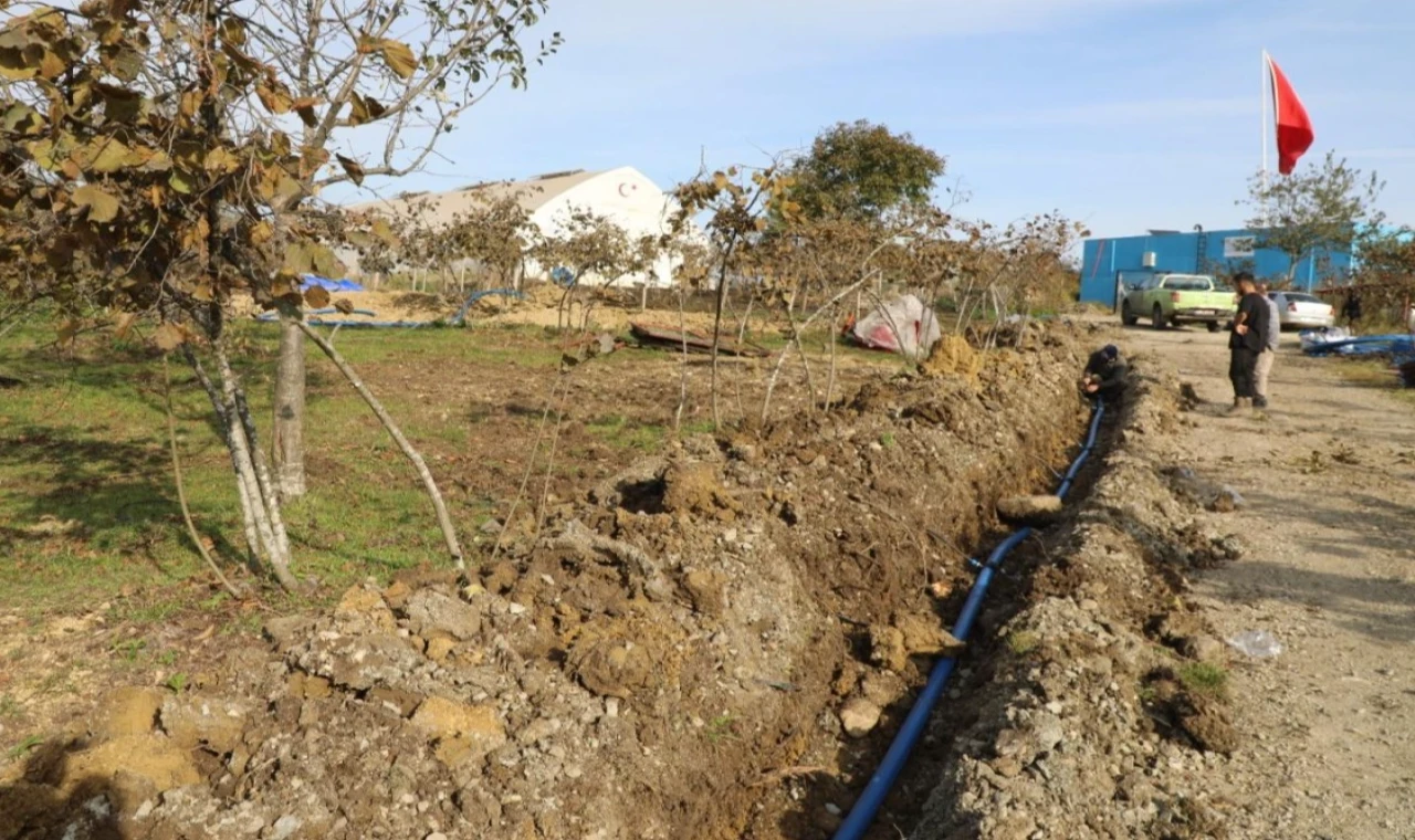 Fındıkta verimi arttırmak için damlama sulama dönemi