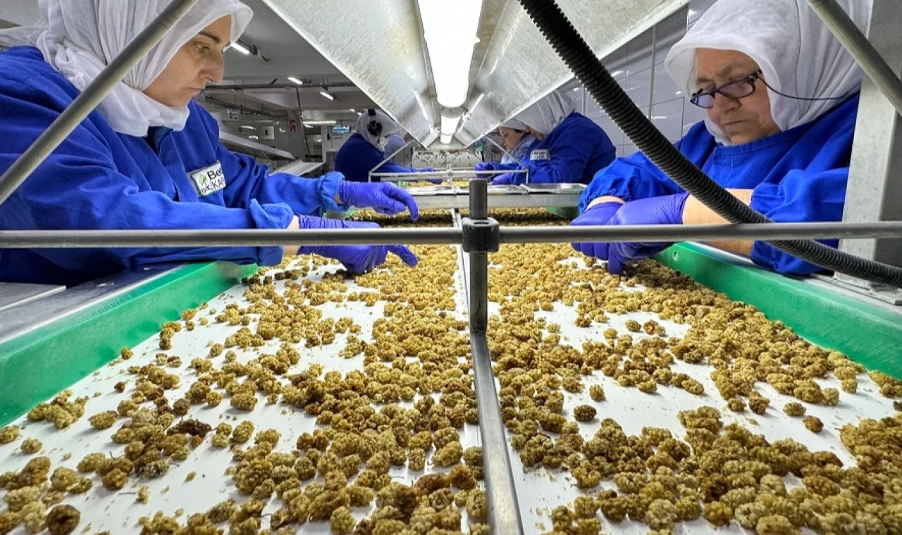 Organik sektörü 15 milyar dolarlık hacme ulaştı