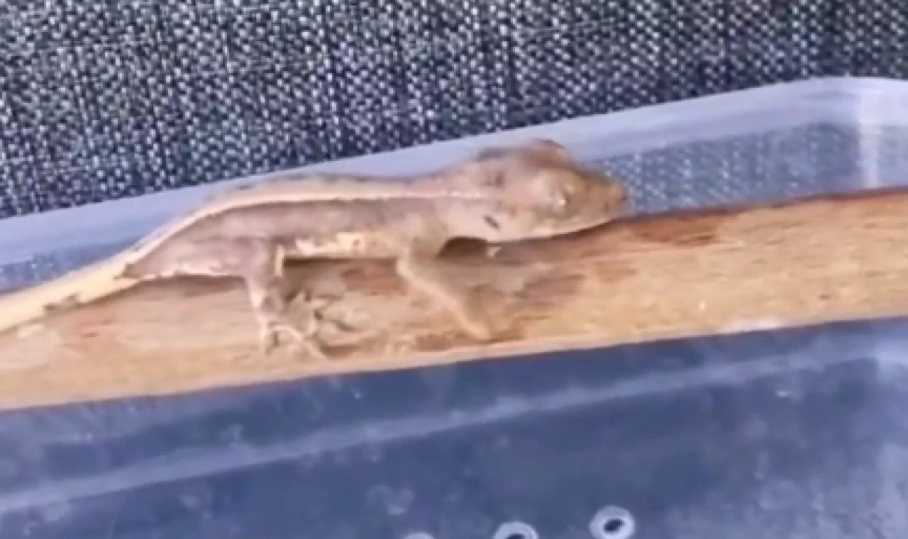 Yasaklı yaban hayvanları ele geçirildi