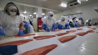 Elazığ'da yetiştirilen alabalık ve Türk somonu, lezzetiyle 30 ülkeden talep görüyor