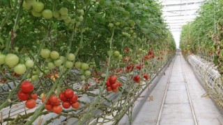 Bozkırın ortasında jeotermal enerji ile 4 mevsim domates yetiştiriliyor
