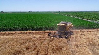 Çiftçilere bu yıl için ödenecek tarımsal destekler belirlendi