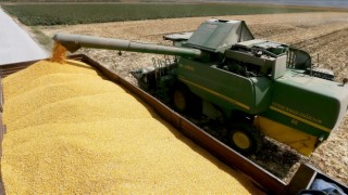 Ayçiçeği, mısır ve soyada gümrük vergisi yıl sonuna kadar sıfırlandı