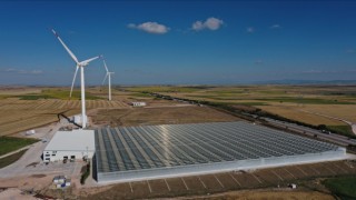 Yenilenebilir enerjiyle cam serada domates üretiyorlar