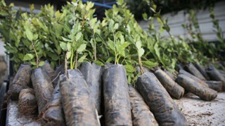 Köylüler bahçelerini bile kurdu, taleplere yetişemiyorlar