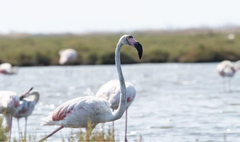 İzmir’de ’Flamingo Yolu’ turları yeniden başladı