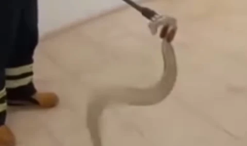 Cami lavabosunda zehirli yılan paniği