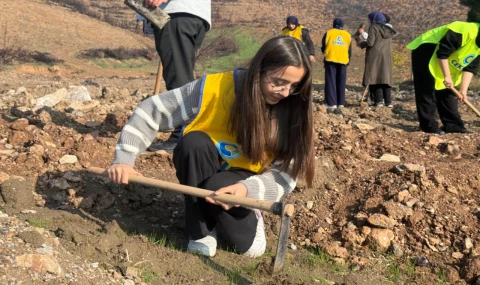 Yanan ormanlar yeniden yeşeriyor