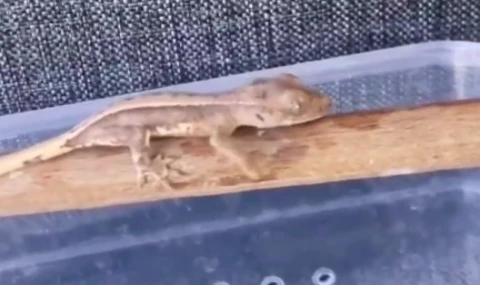 Yasaklı yaban hayvanları ele geçirildi