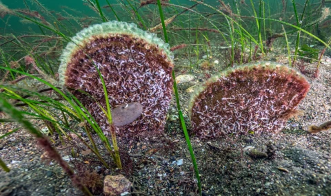 Marmara’dan umut veren keşif!