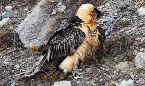 Sakallı Akbaba yeniden doğaya salındı