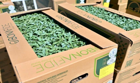 Üreticinin yüzü güldü... Fideler bereketli toprakla buluşuyor