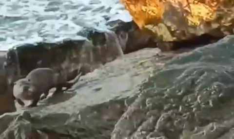 Düzce Akçakoca’da su samuru görüntülendi