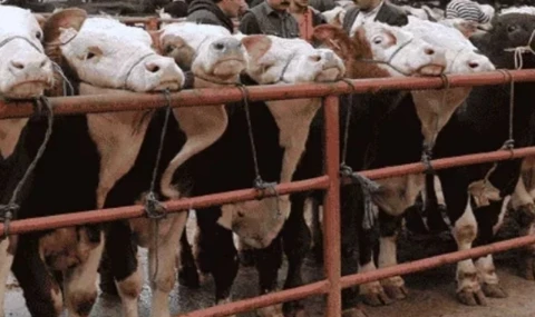 Hayvan pazarlarına şap tedbiri