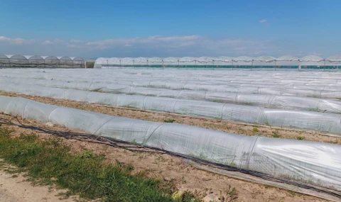 Mersin’de ’marul tarlada kaldı’ iddiasına yalanlama