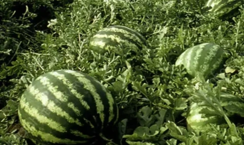 Tarım ÜFE’de yıllık artış yüzde 36,09’a ulaştı