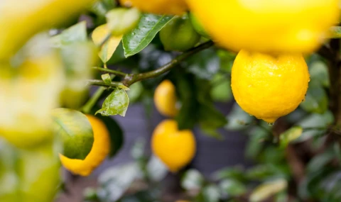 Türkiye’nin limon ihracatı 2,5 kat arttı