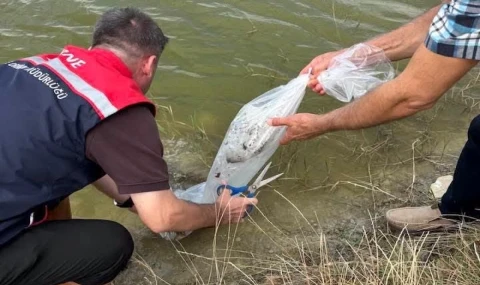 Yavru balıklar Aliçopehlivan Köyü Göleti’nde suyla buluştu