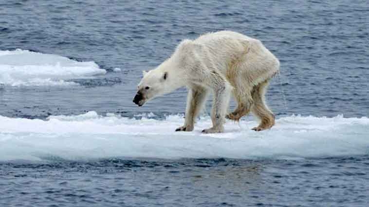 Kutup ayılarının nesli bu yüzyıl içinde tükenebilir